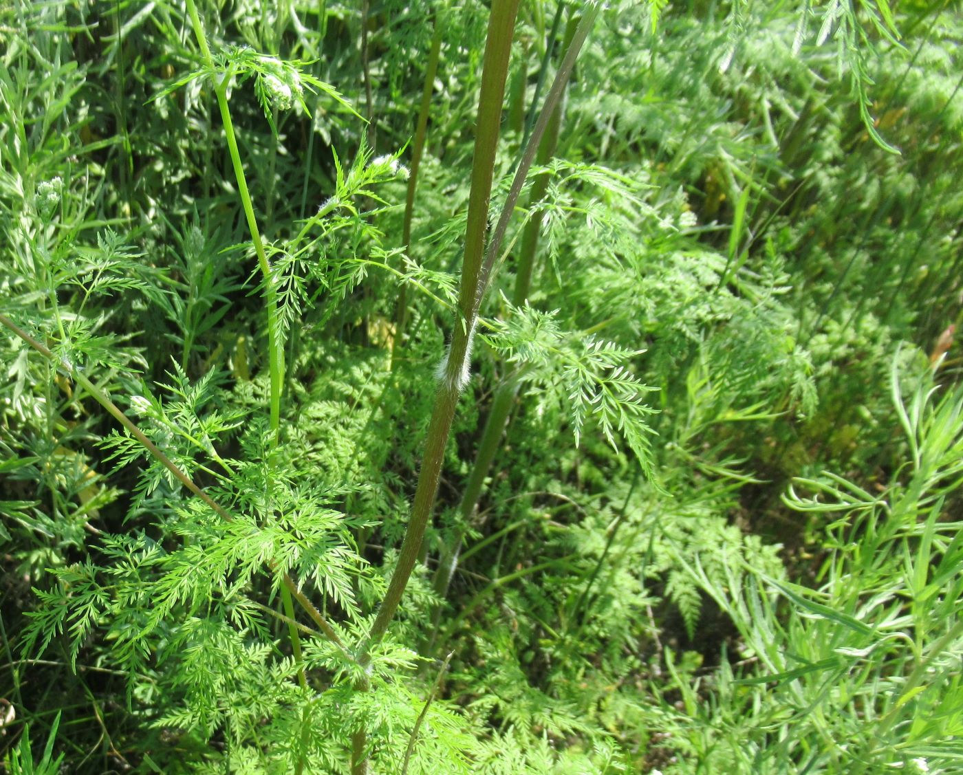 Image of Sphallerocarpus gracilis specimen.