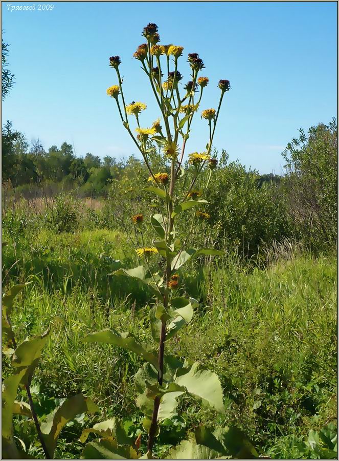 Image of Inula helenium specimen.