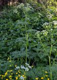 Anthriscus sylvestris. Цветущие растения в сообществе с Urtica dioica и Ranunculus. Красноярский край, Шушенский р-н, национальный парк \"Шушенский Бор\", ≈ 500 м н.у.м., опушка смешанного леса. 11.06.2022.