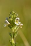 Euphrasia petiolaris. Соцветие. Карачаево-Черкесия, Карачаевский р-н, Большой Кавказ, правый берег р. Джалпаккол в р-не правого притока Кетмала, субальпийский пояс, ≈ 2200 м н.у.м., пастбище. 31.07.2023.