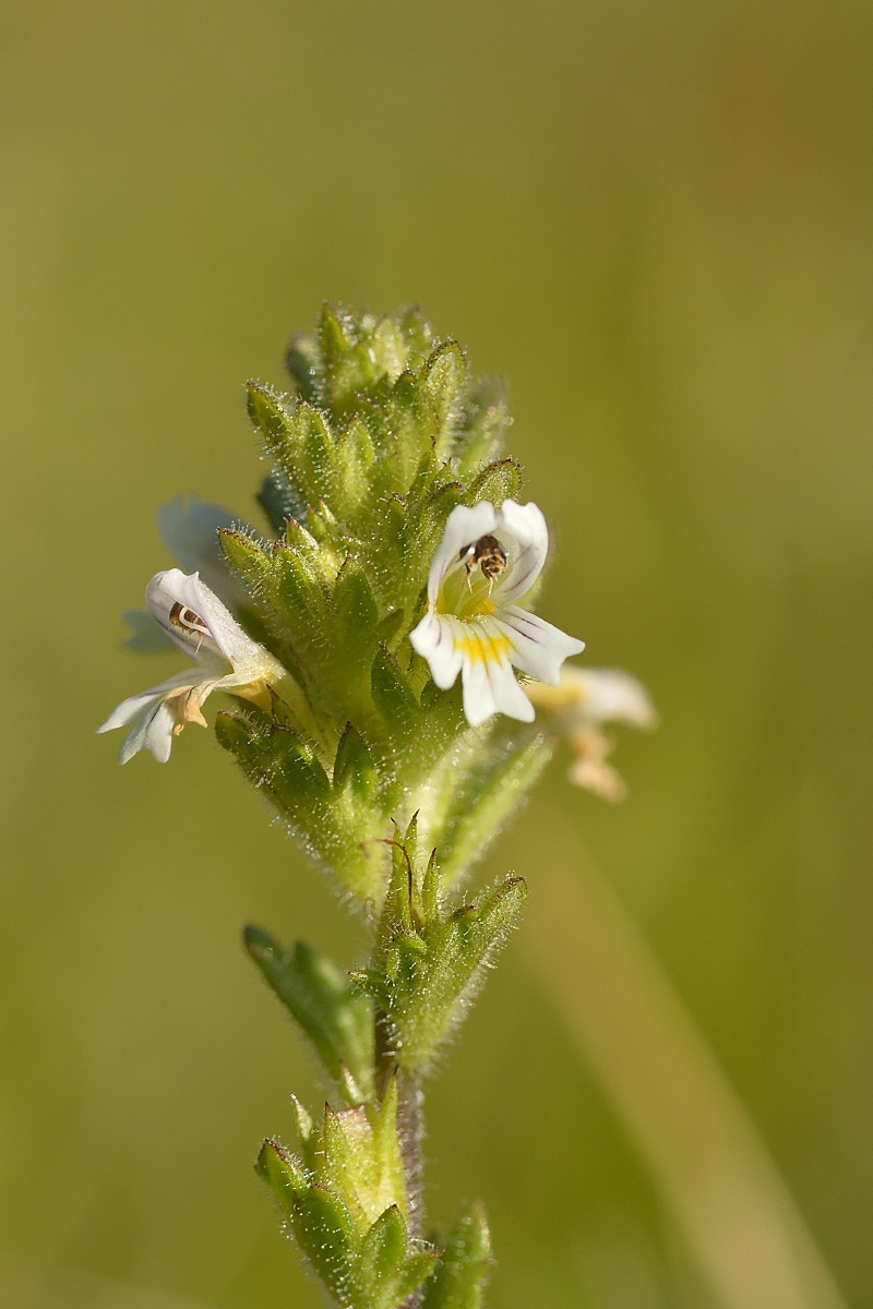 Изображение особи Euphrasia petiolaris.