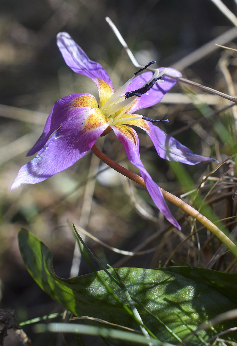 Image of Erythronium dens-canis specimen.