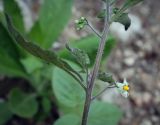 Solanum pseudocapsicum. Часть цветущего побега. Абхазия, Гагрский р-н, окр. с. Лдзаа, подверженный эрозии крутой склон. 11.04.2024.