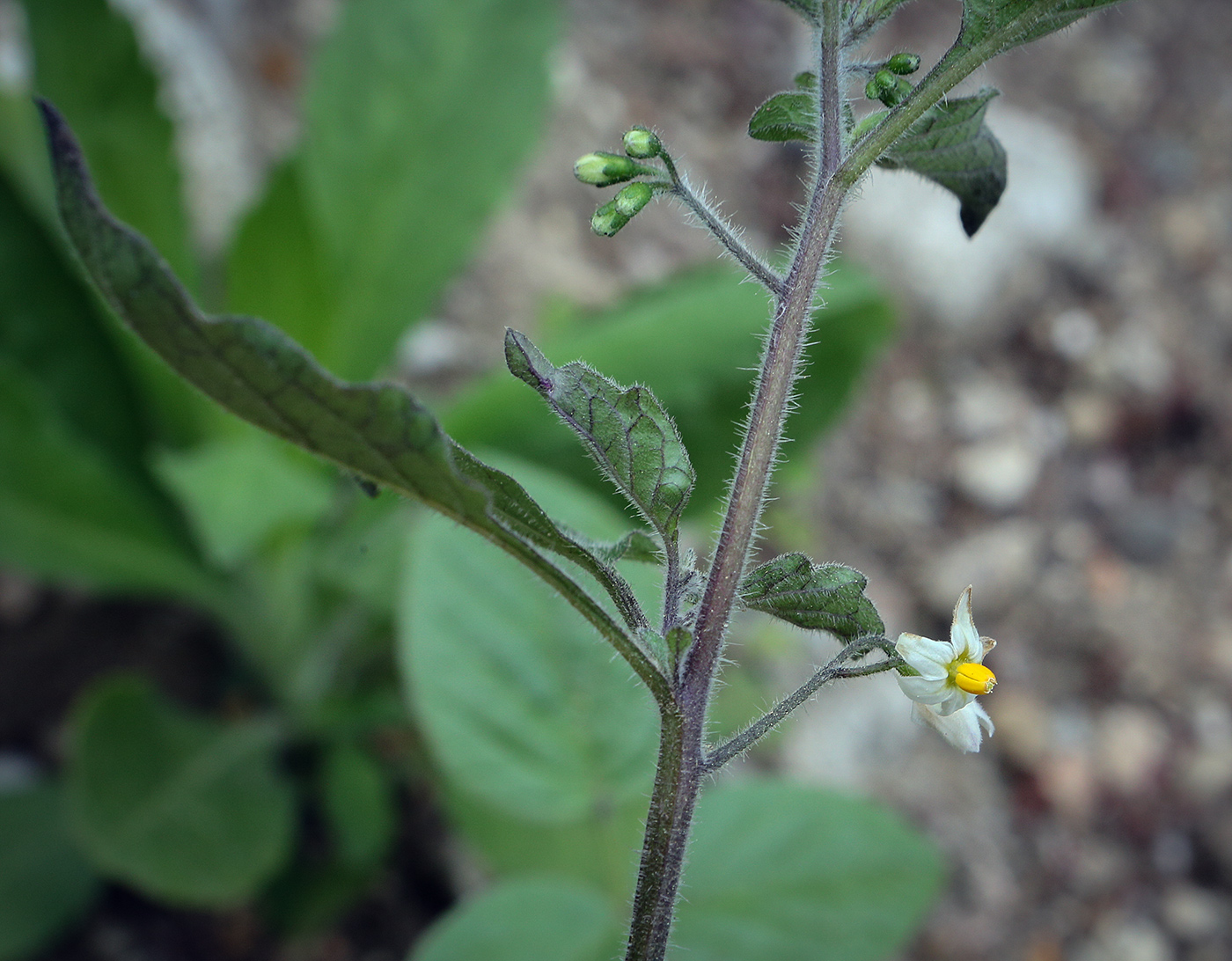 Изображение особи Solanum pseudocapsicum.