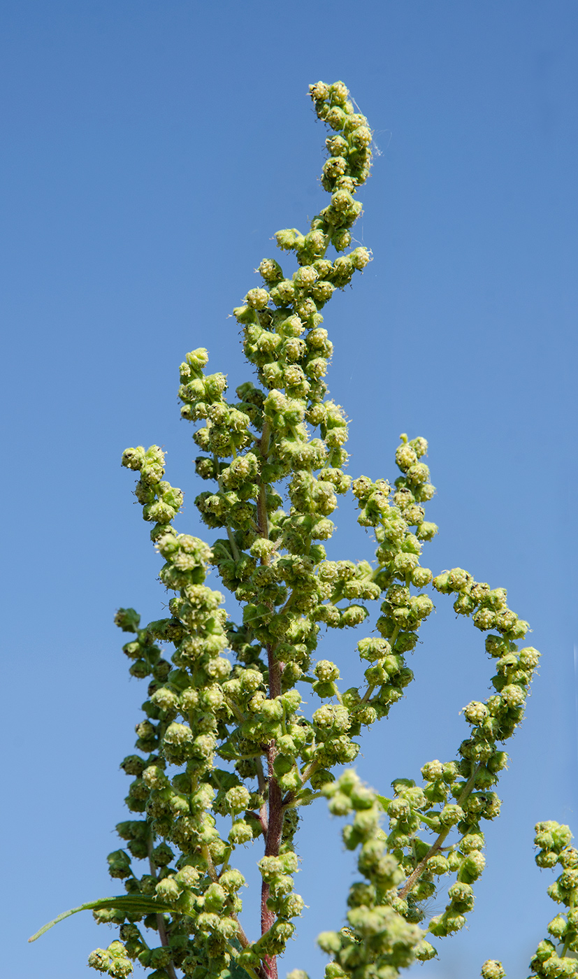 Изображение особи Cyclachaena xanthiifolia.