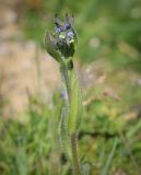 Myosotis discolor. Верхушка цветущего растения. Абхазия, Гудаутский р-н, Мюссерский лесной массив, разнотравный луг. 12.04.2024.