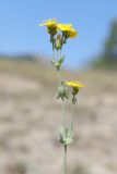 Blackstonia perfoliata