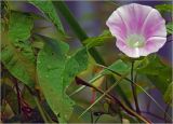 Calystegia spectabilis