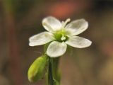 Drosera rotundifolia