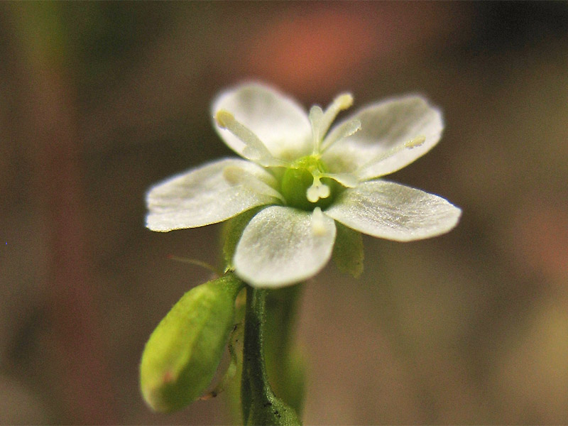 Изображение особи Drosera rotundifolia.