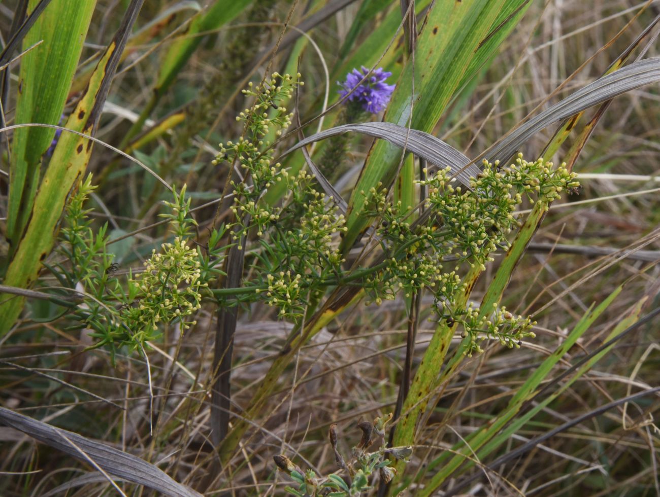 Изображение особи род Galium.