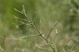 Genista acanthoclada