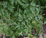Conium maculatum