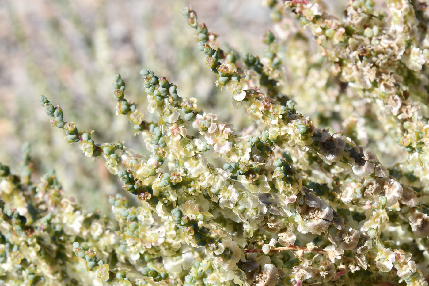 Изображение особи Salsola nitraria.