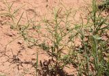 Erysimum repandum