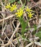 Gagea minima
