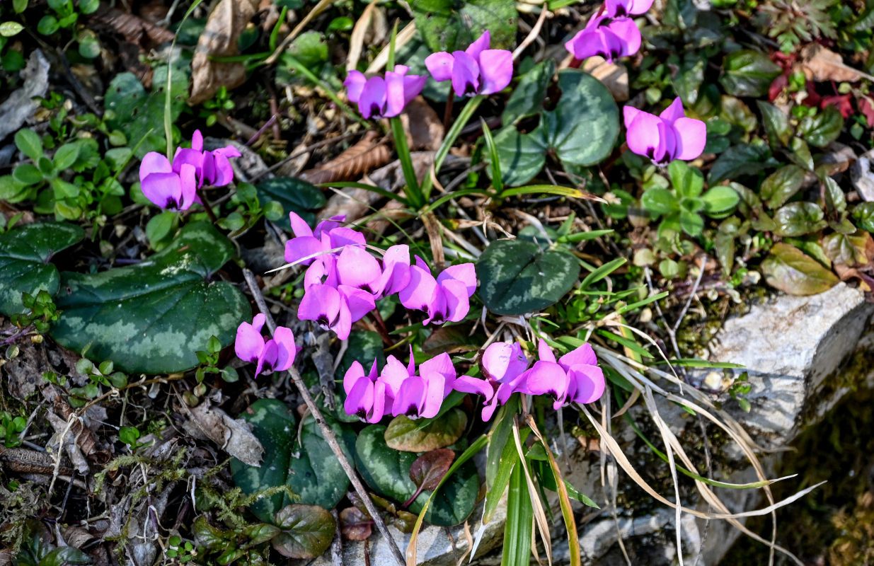 Изображение особи Cyclamen coum.