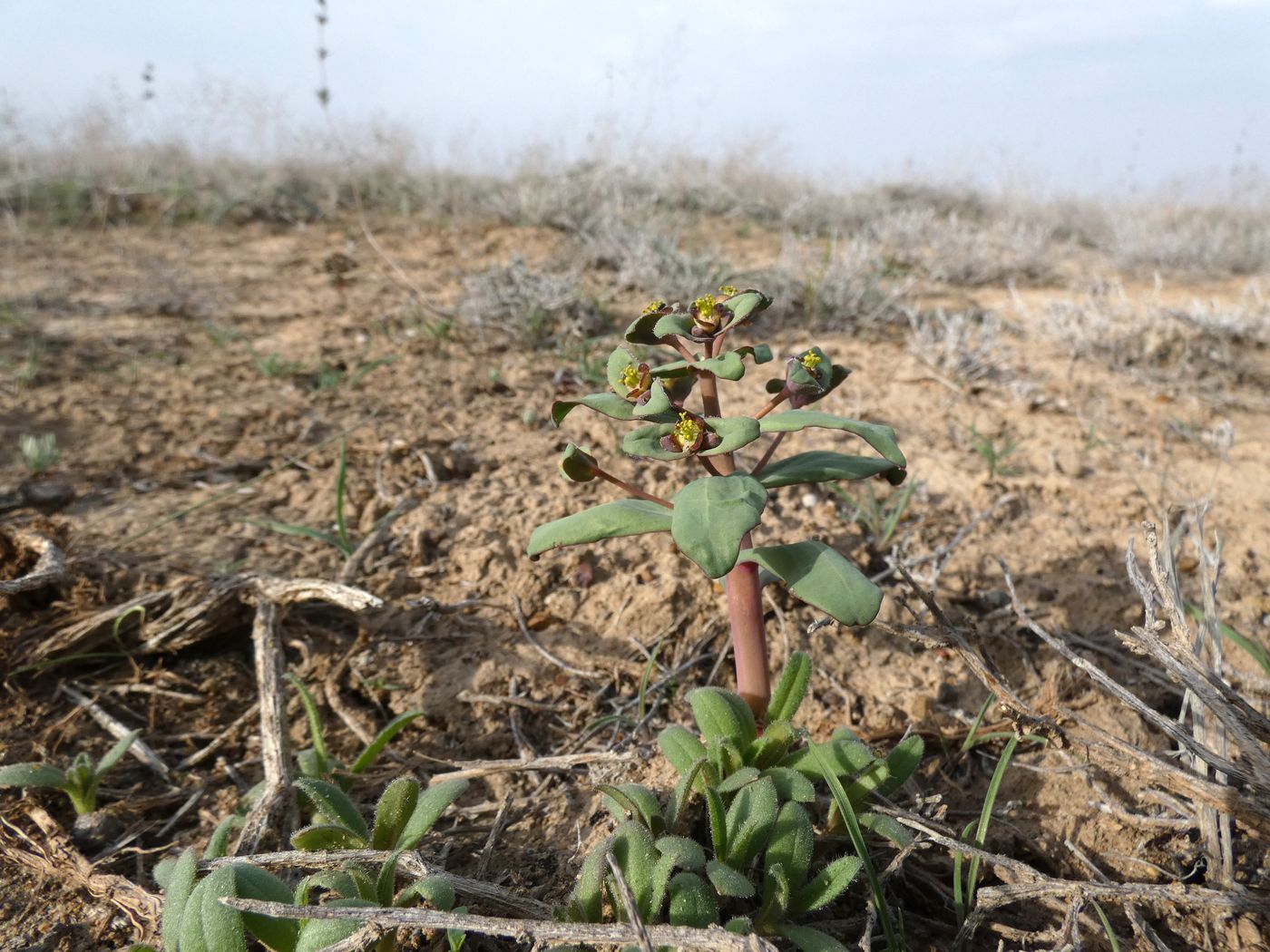 Image of Euphorbia rapulum specimen.