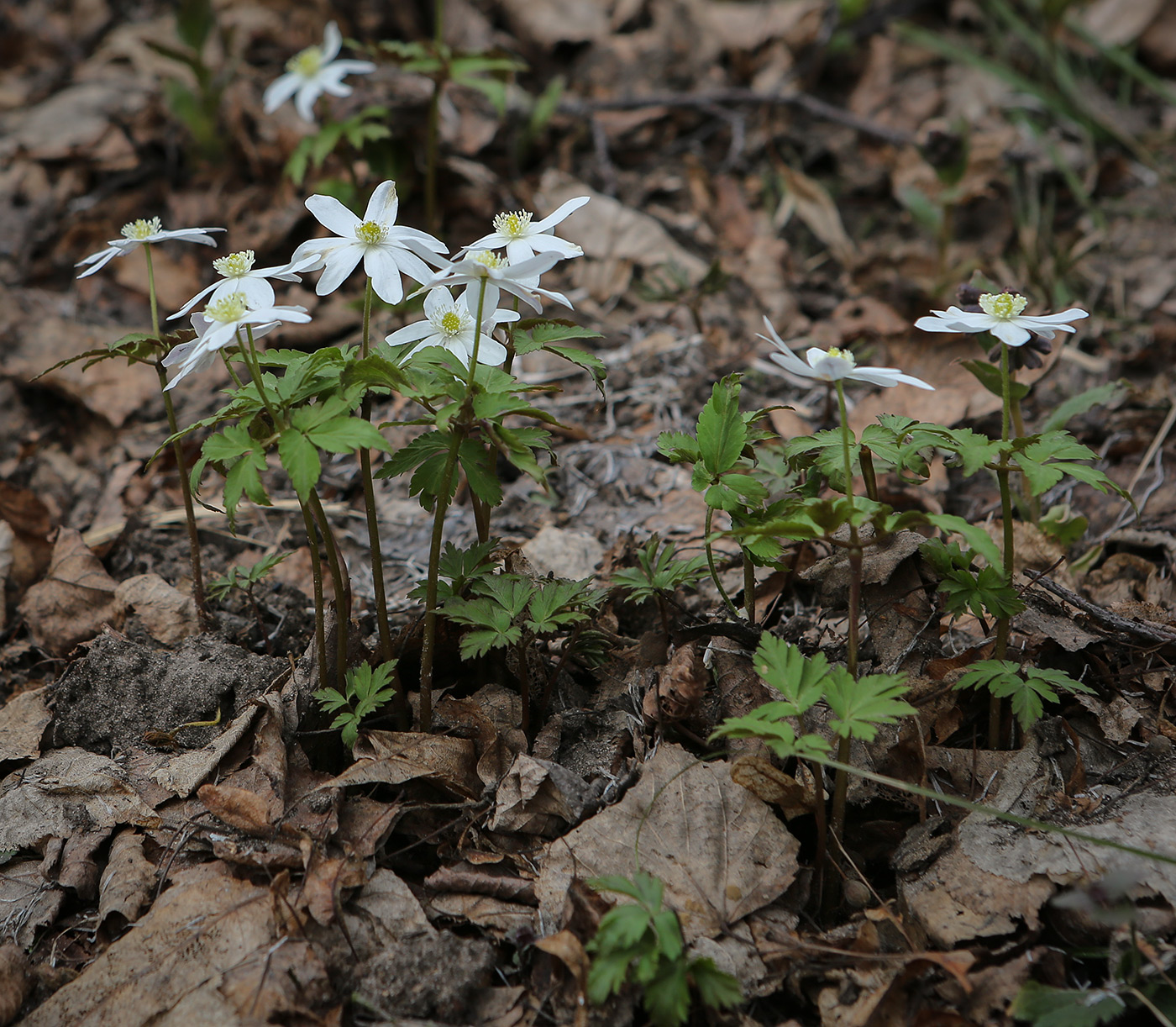 Image of Anemone altaica specimen.