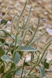 Matthiola bucharica