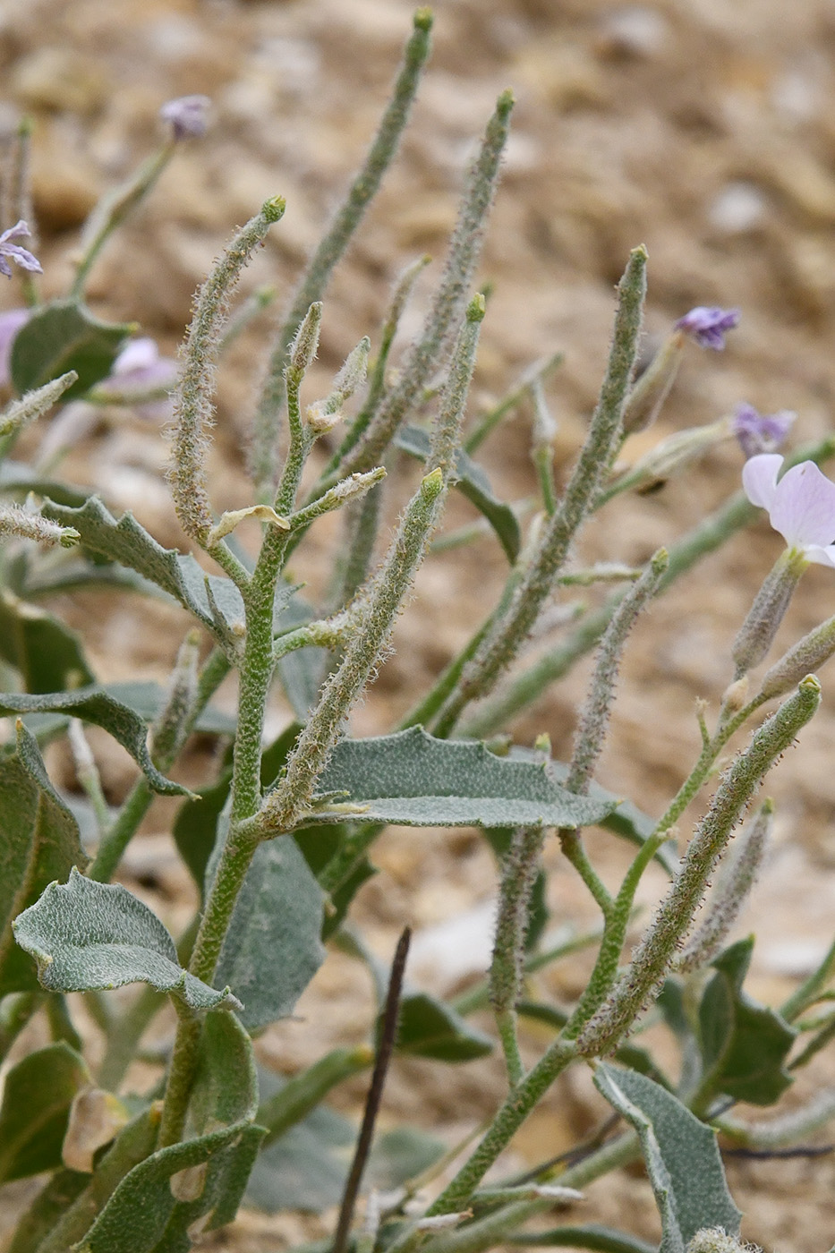 Image of Matthiola bucharica specimen.