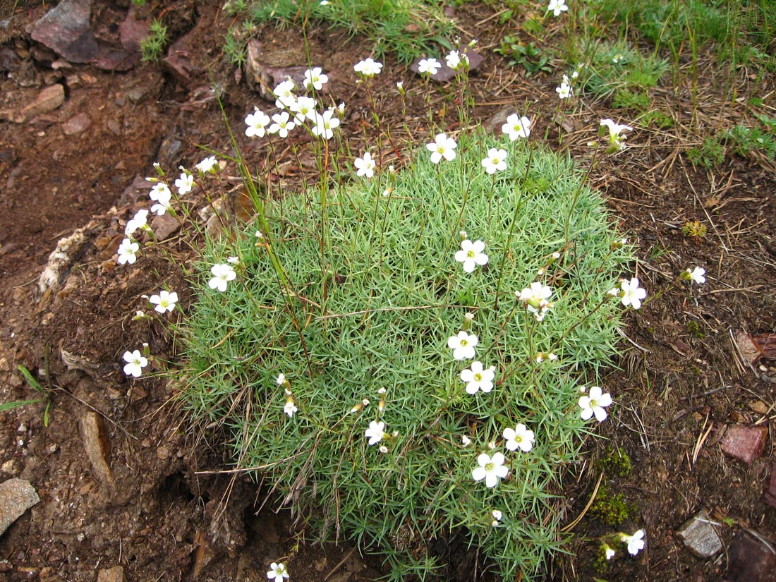 Изображение особи Minuartia circassica.