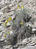 Onosma polyphylla. Цветущие растения. Крым, Севастополь, окр. с. Терновка, сланцевый известняковый склон. 18.05.2025.