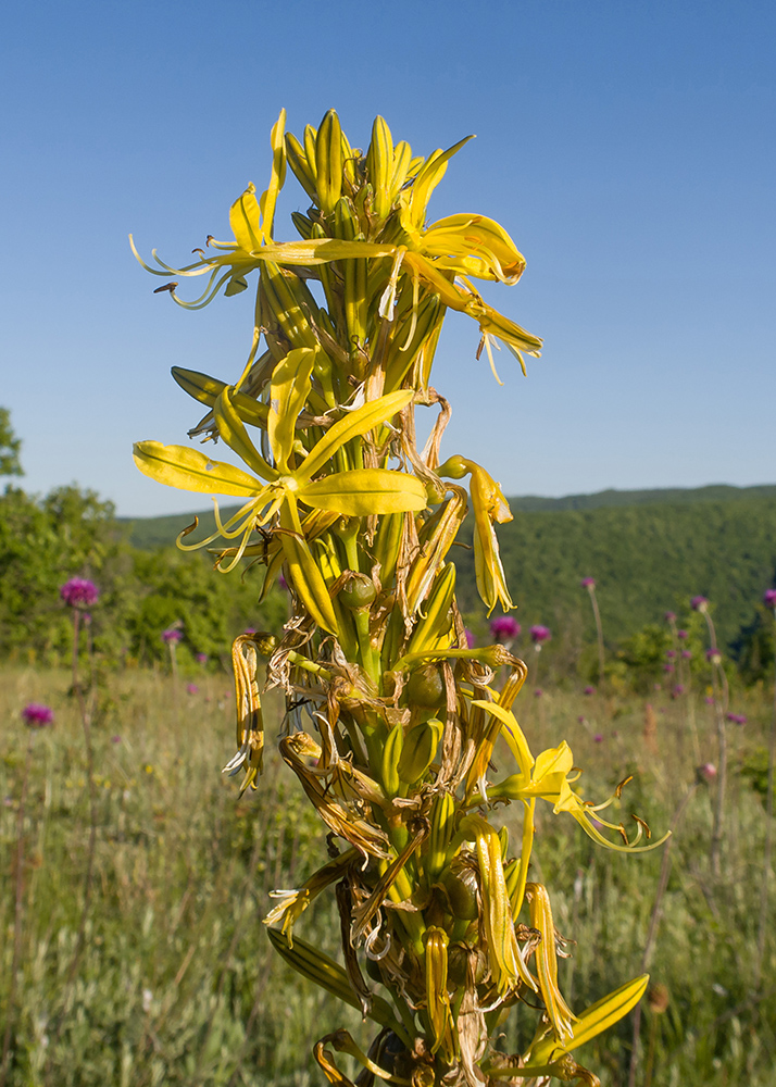 Image of Asphodeline lutea specimen.