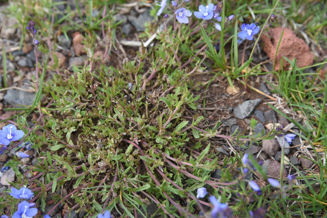 Image of genus Veronica specimen.