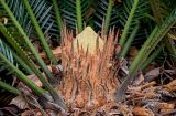 Cycas taitungensis. Формирующийся микростробил. Китай, г. Шанхай, в культуре. 25.05.2025.
