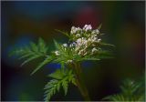 Anthriscus sylvestris