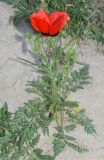 Papaver pavoninum
