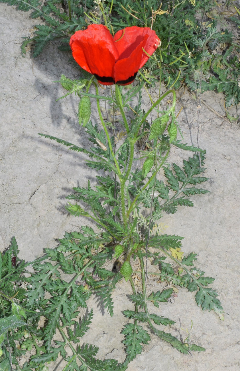 Изображение особи Papaver pavoninum.
