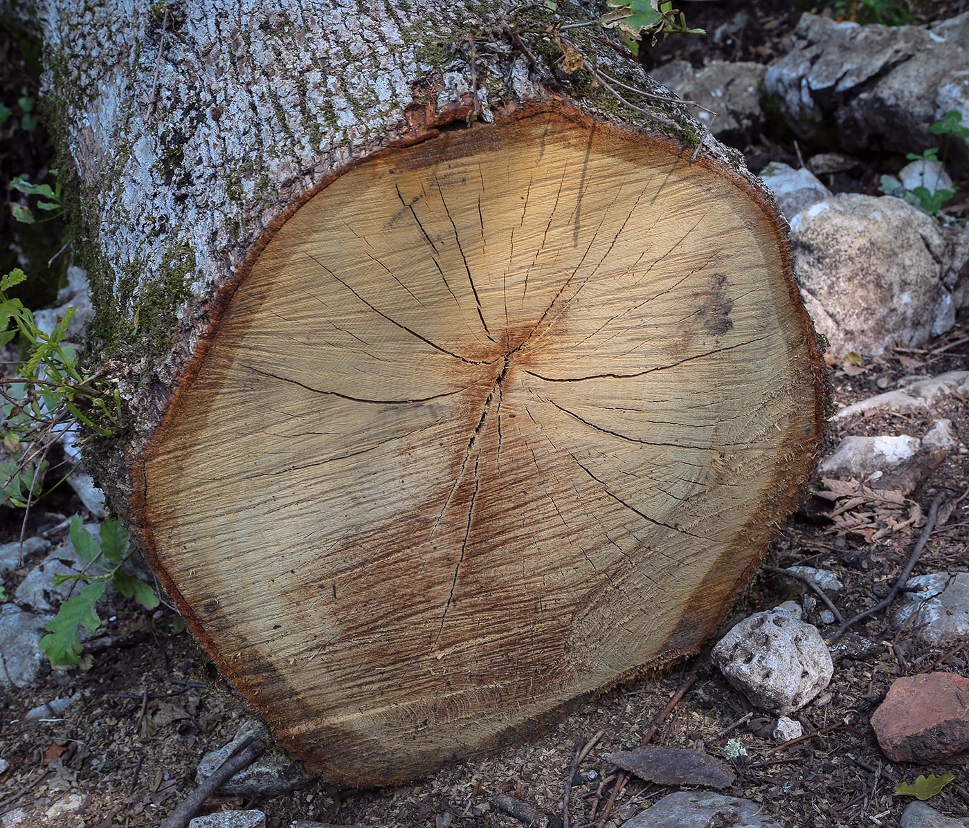 Image of Quercus iberica specimen.