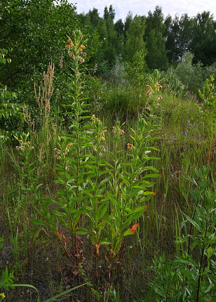 Image of Oenothera biennis specimen.