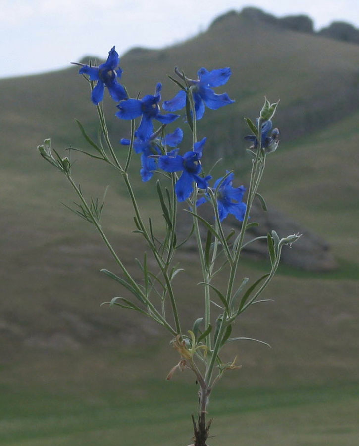 Изображение особи Delphinium grandiflorum.