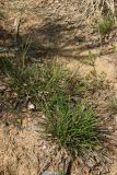 Carex ericetorum. Плодоносящие растения на дне старой противопожарной канавы. Витебская обл., окр. дер. Сурмино, оз, сухой кустарничково-зеленомо-лишайниковый сосняк на песке, зарастающая вырубка. 14.06.2025.