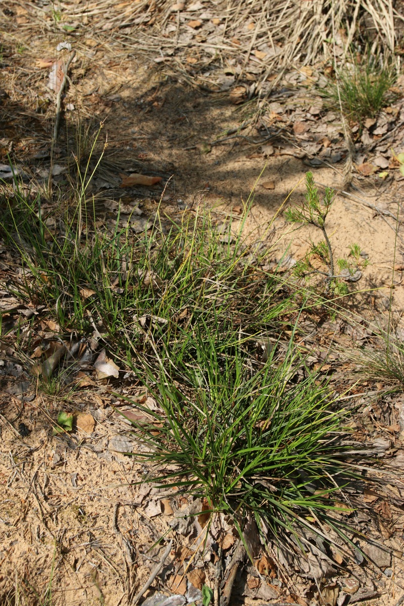 Image of Carex ericetorum specimen.