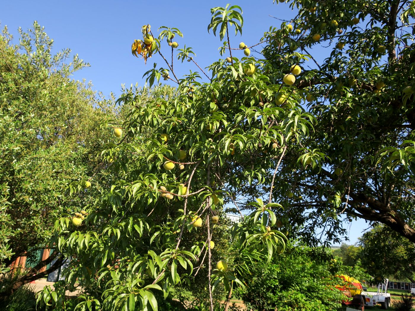 Изображение особи Amygdalus communis.