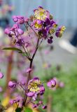 Thalictrum delavayi. Верхушка соцветия с цветками, бутонами и завязавшимися плодами. Пермь, Ленинский р-н, набережная Камы, в озеленении. 1 сентября 2024 г.