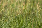 Juncus atrofuscus