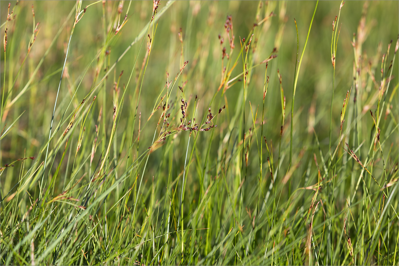 Image of Juncus atrofuscus specimen.