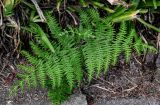Pteridium aquilinum. Развивающаяся вайя. Португалия, Азорские о-ва, о-в Сан-Мигел, окр. пос. Нордешти, подножие холма, у дороги. 12.08.2025.