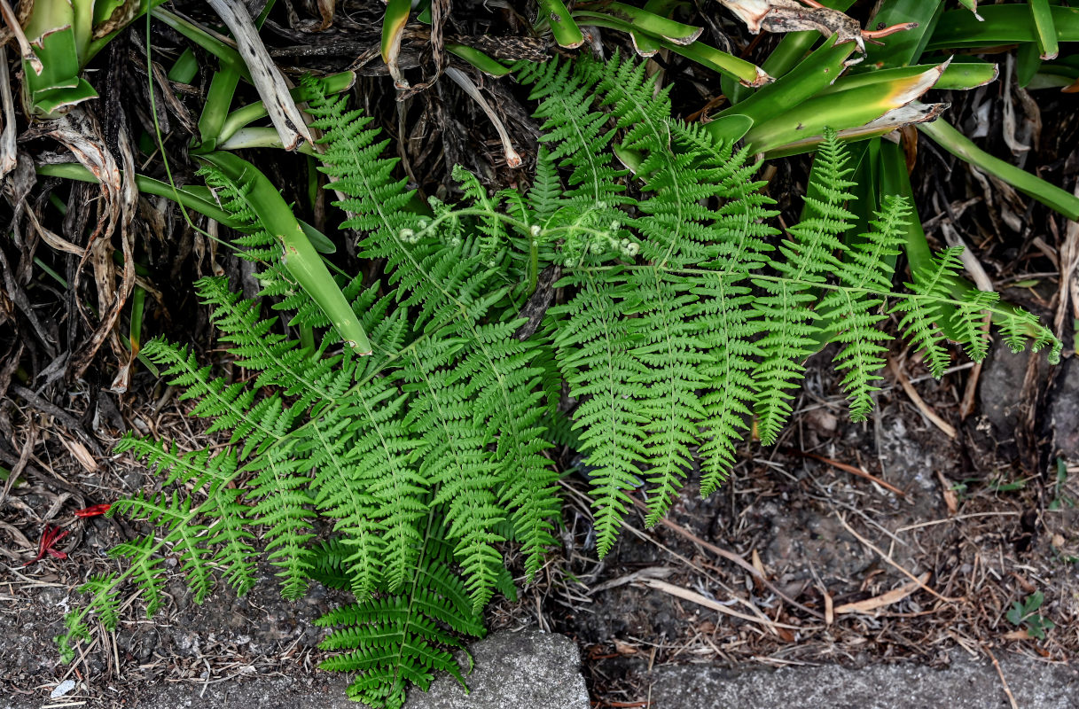 Изображение особи Pteridium aquilinum.