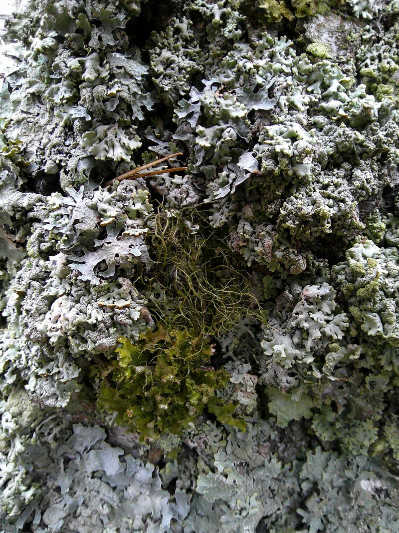 Изображение особи Bryoria simplicior.