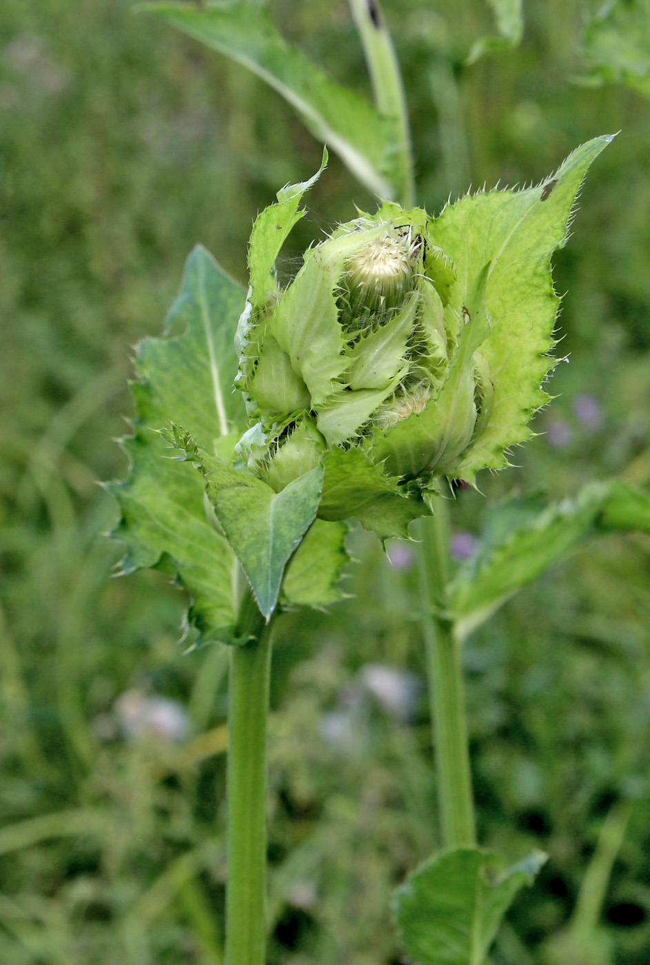 Изображение особи Cirsium oleraceum.