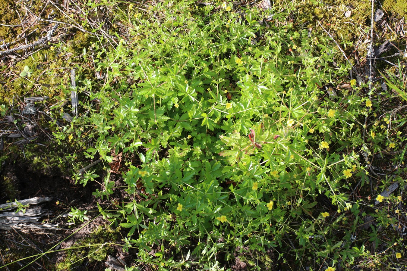 Изображение особи Potentilla erecta.