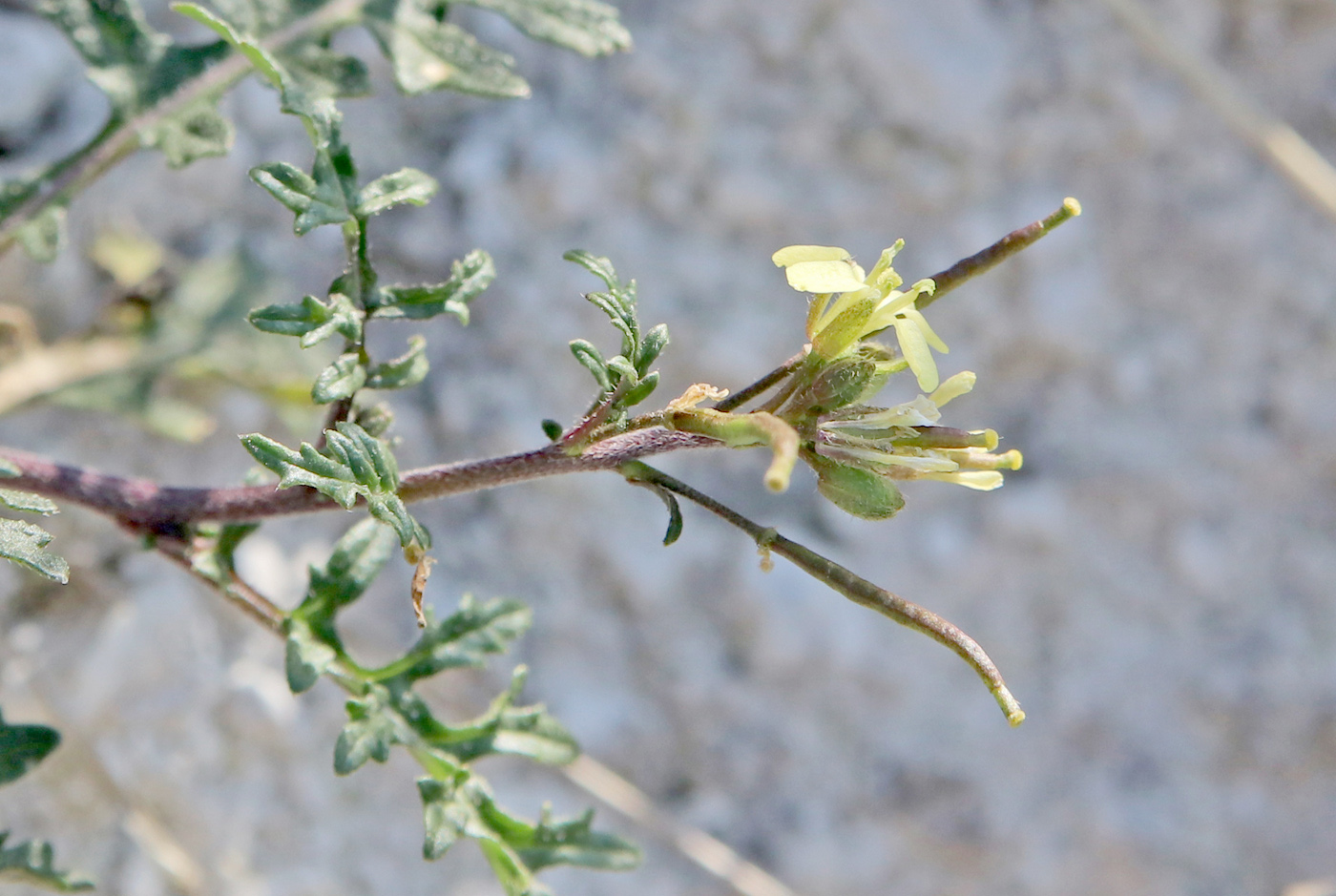 Image of Erucastrum gallicum specimen.
