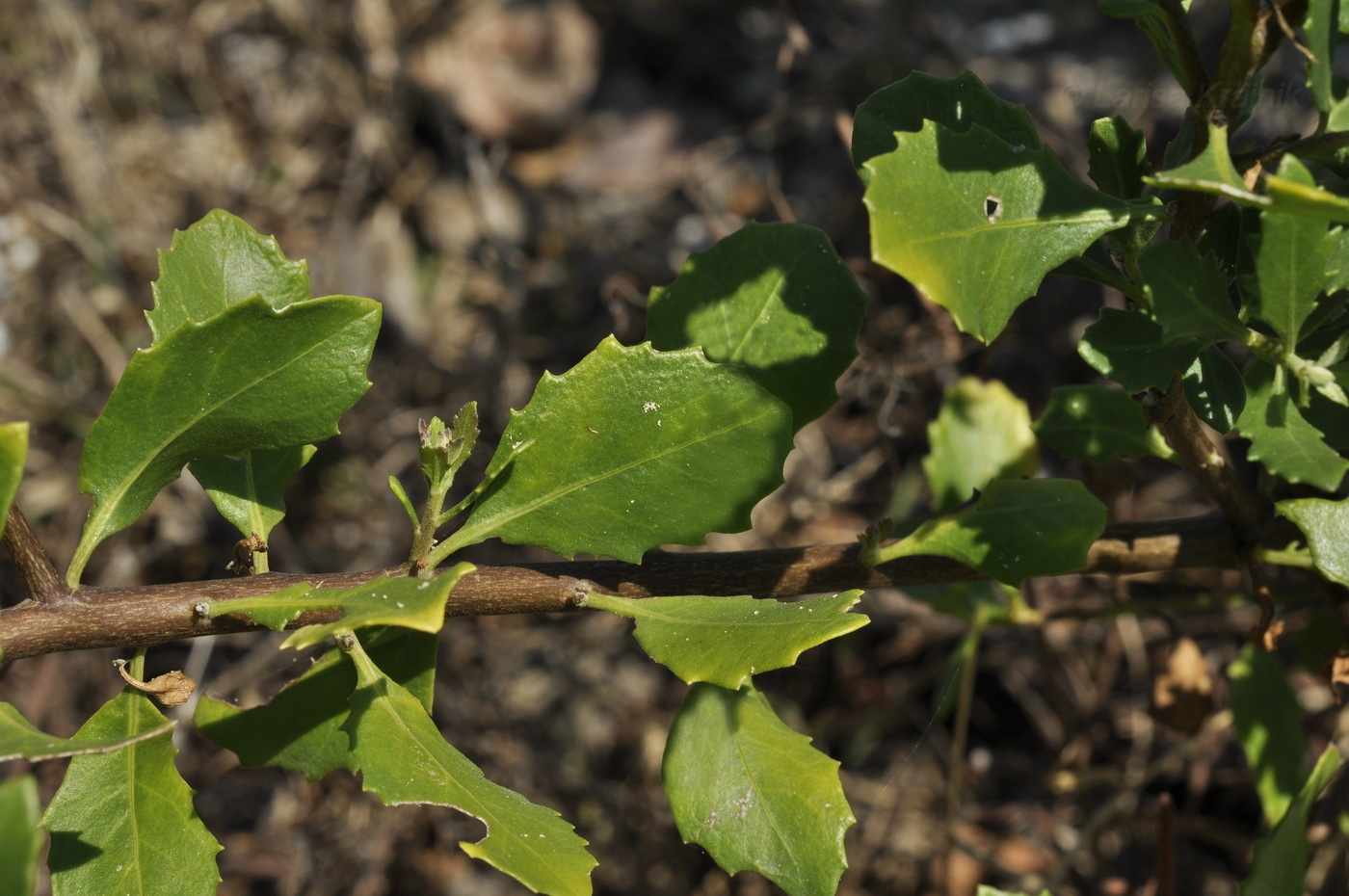 Image of Pluchea indica specimen.