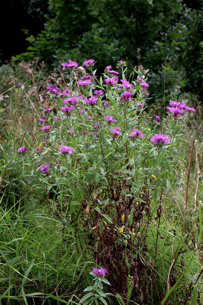 Image of Centaurea pseudophrygia specimen.